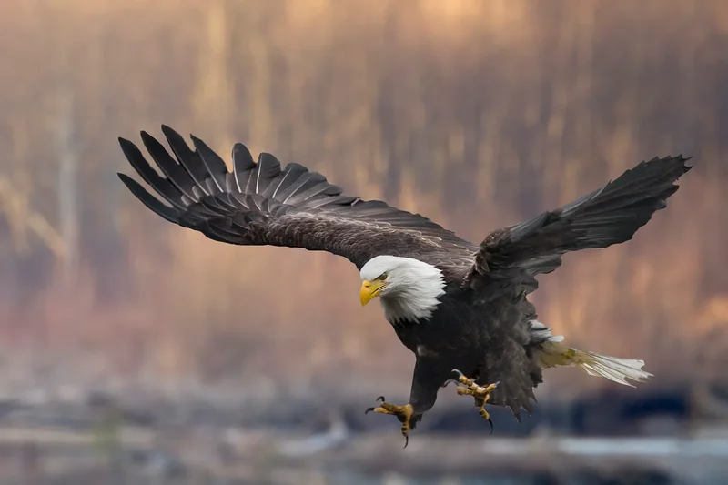 North American Wildlife